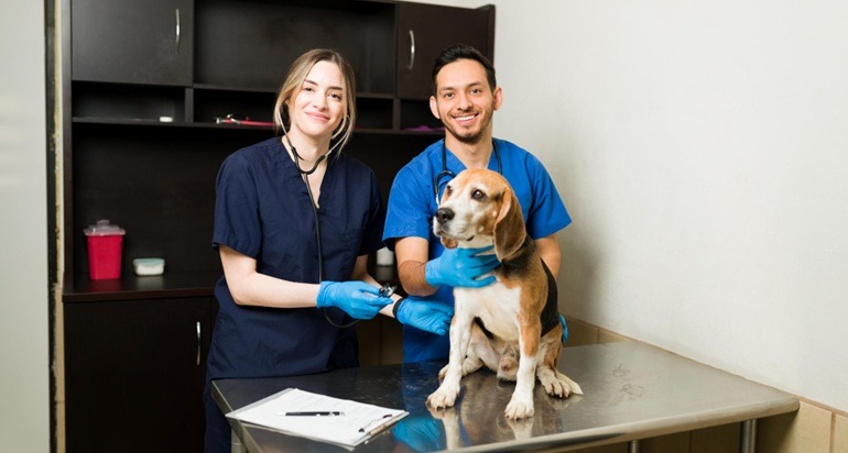 Can You Study a Veterinary, Wildlife or Animal Care Career with a GED?